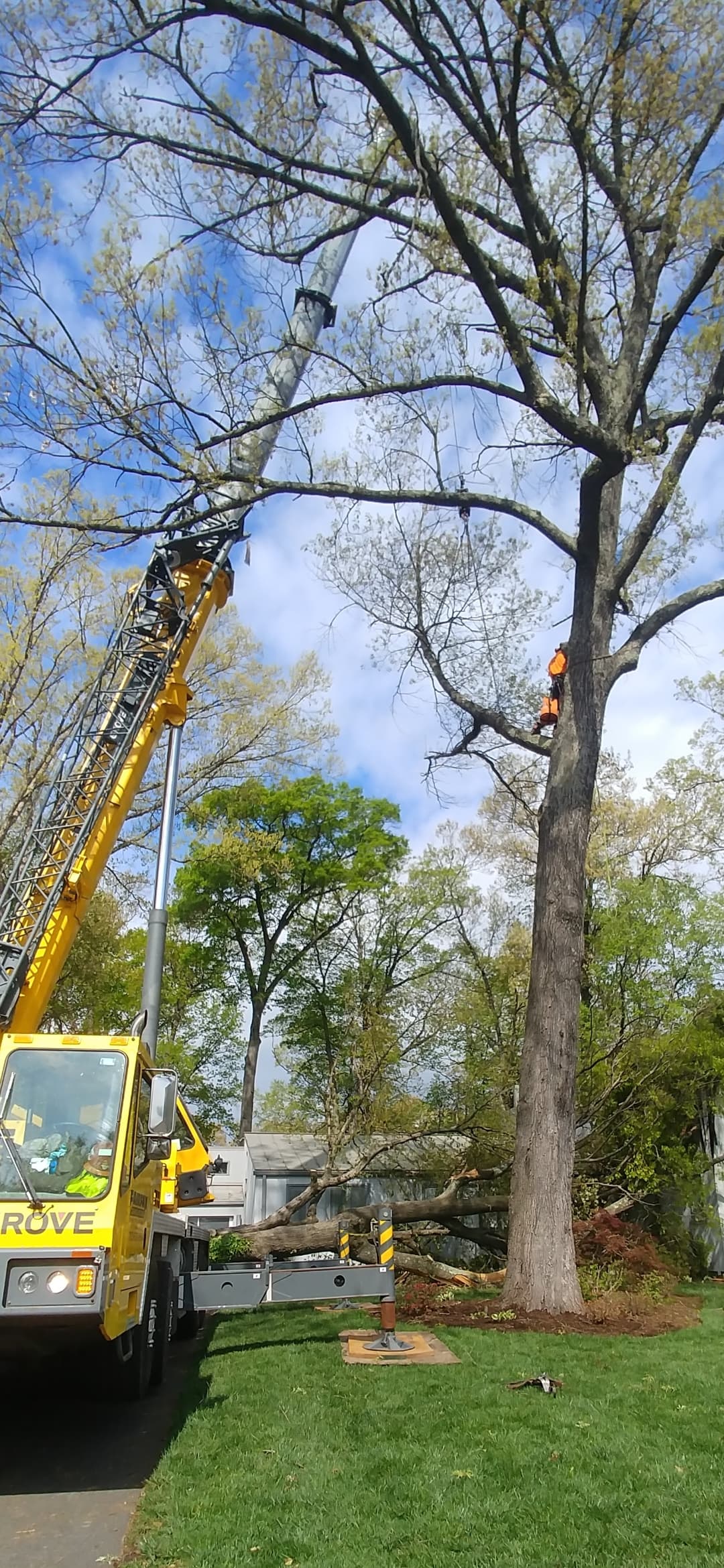 Tree service work