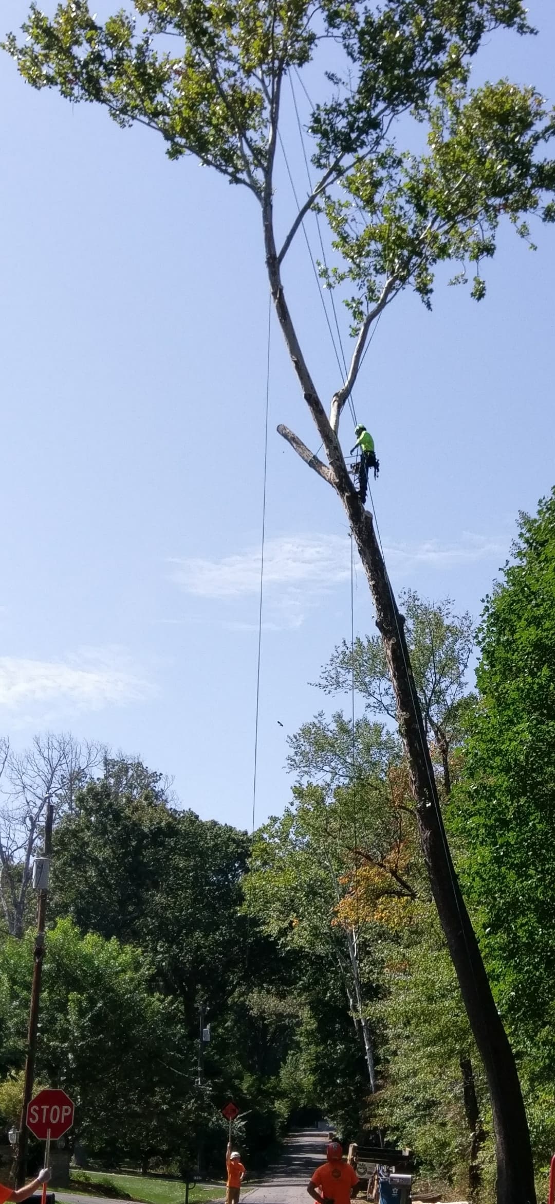 Tree service work