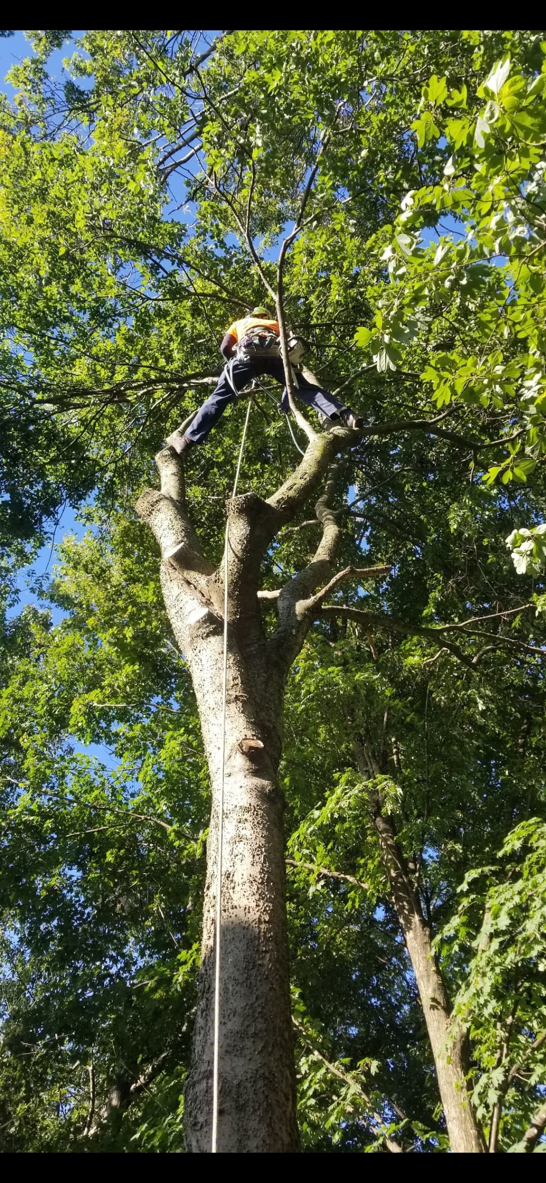 Tree service work
