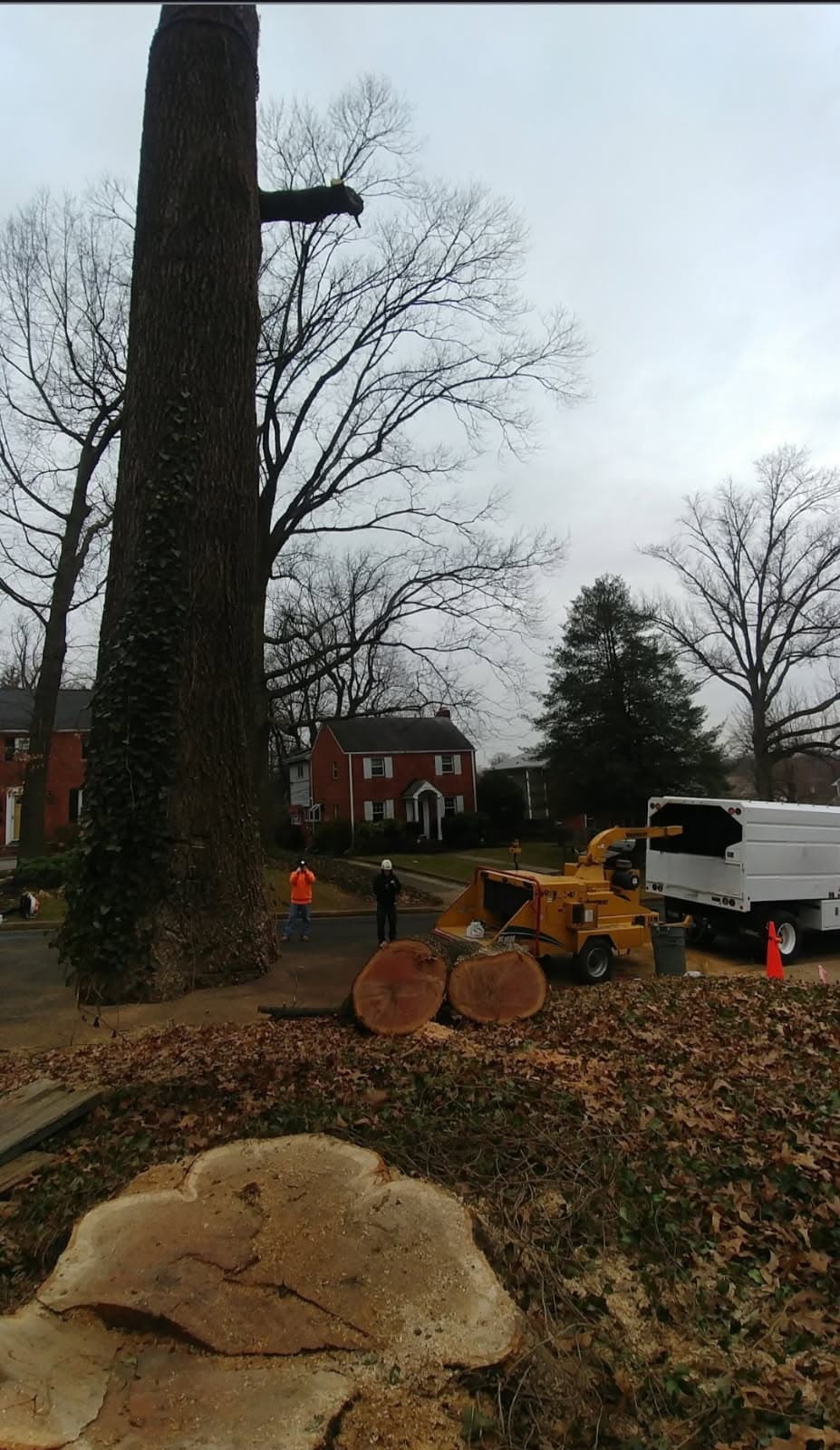 Tree service work