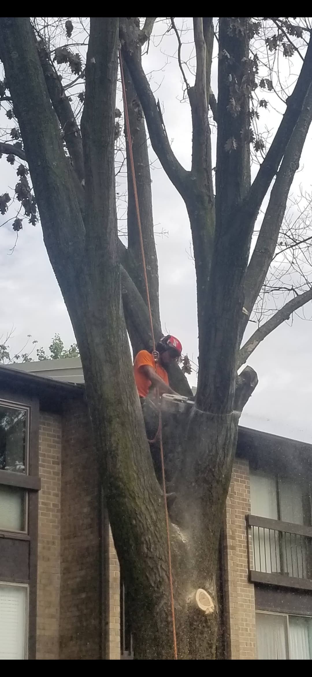 Tree service work